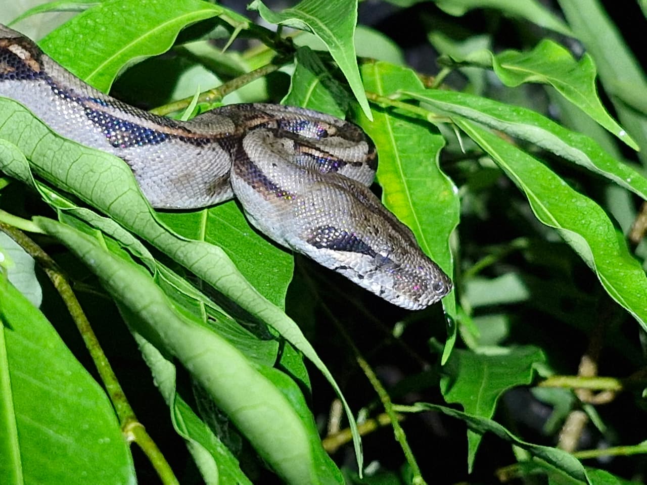 Brown snake